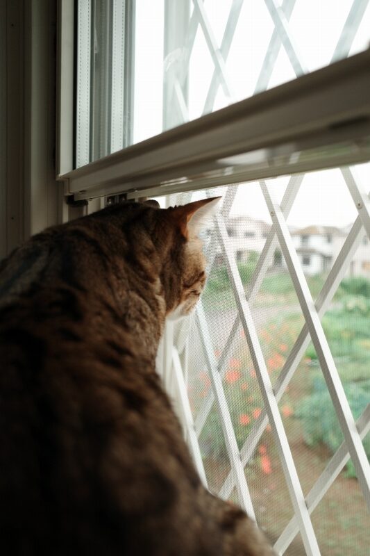 猫ちゃんのための窓交換